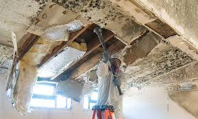 Why You Should Choose Our Mold Remediation Services in Temple Terrace, FL